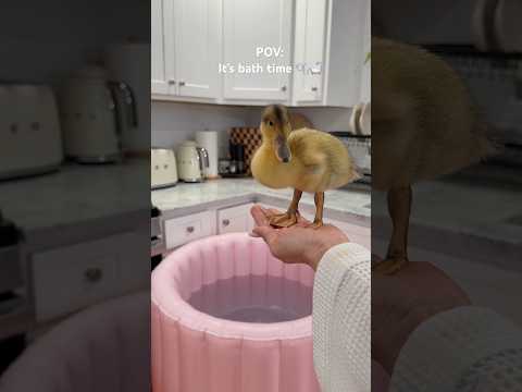 it’s bath time! #bathtime #duck #ducklings #ducks #asmrsounds #shorts