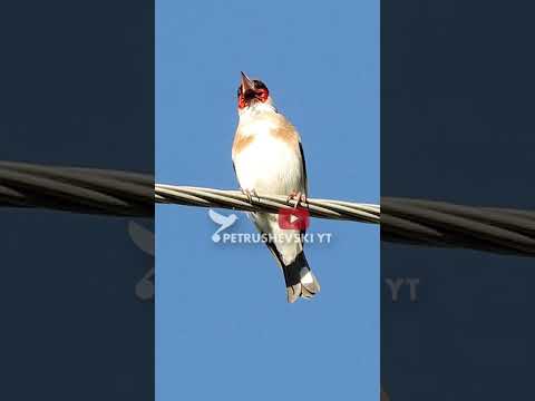 Goldfinch Singing Around my Home