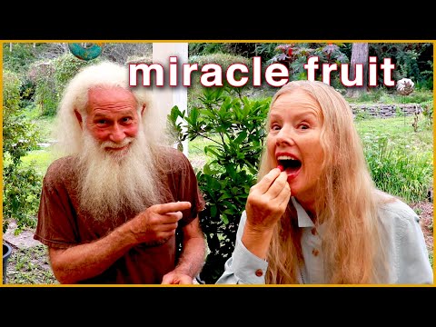 It's a MIRACLE! Miracle Fruit (and more tropical plants in Zone 7!)