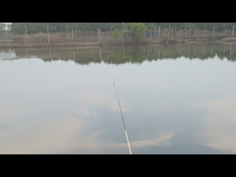 Kotomono angler sedang live mancing ikan belanak