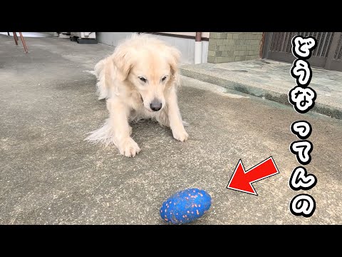 最近犬のおもちゃは進化し過ぎてます・・・。　#メイちゃんねる