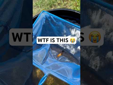 ANIMAL RESCUE MISSION! 😭🐟🐠 
