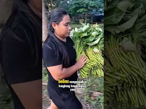 panen kangkung rawa #shorts #budidayatanaman #pertanian #vegetables #kangkung #berkebun #harvest