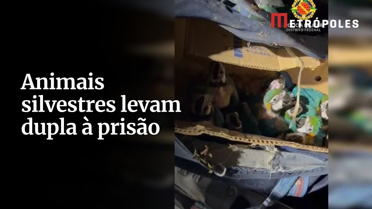 Dupla é presa por tráfico de animais silvestres no Distrito Federal