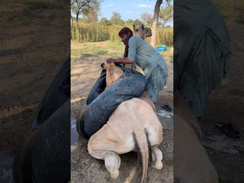 The camel's mouth is being covered by pouring water into a black object placed on top of it.