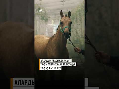 «АКЫРКЫ ДЕМ» ТАСМАСЫН КӨР, АЙФОН УТ! 🤩