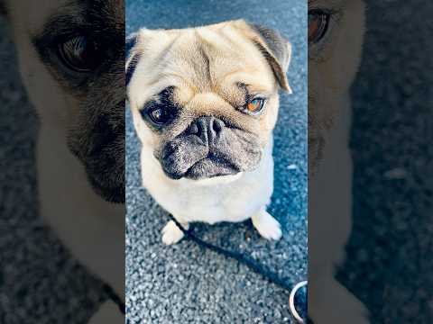 [PUG] 寢起きで 不機嫌 (grumpy in the morning) #パグ #pug #퍼그 #哈巴狗 #mops