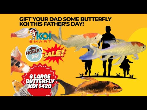 Gift Your Dad Butterfly Koi This Father's Day | Ko 🎉 Celebrate Father’s Day 2025 with Koi Smart's Special Butterfly Koi Sale! 🎉

Does your dad 