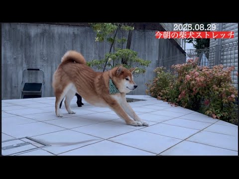 2025年8月29日柴犬の健康的なストレッチ動画 サムネイル