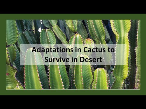 CACTUS | Adaptations in Cactus to survive in Desert | Modifications in Cactus | Grade 6 : Science
