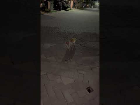 Perlu Nyalah Lampu Kalau Kucing Jalan Kaki Di Malam #cat #nizamkucinglucu #funny #貓咪日常 #cute #imut