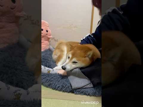 犬の動画サムネイル - 柴犬福 姉にツンデレ発動する柴犬🤣Sister and Shiba🤣#姉と柴 #shorts #funny #funnydog #dogshorts #柴犬 #shibainu #시바견