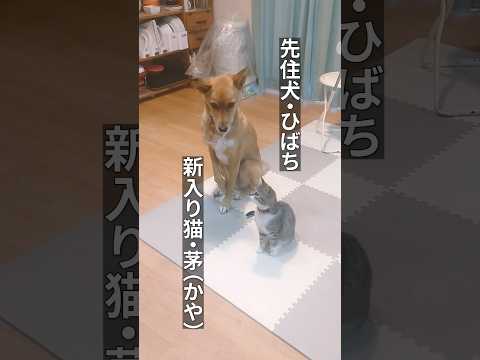 朝ごはんを待つ二匹 #shorts #雑種犬 #雑種猫