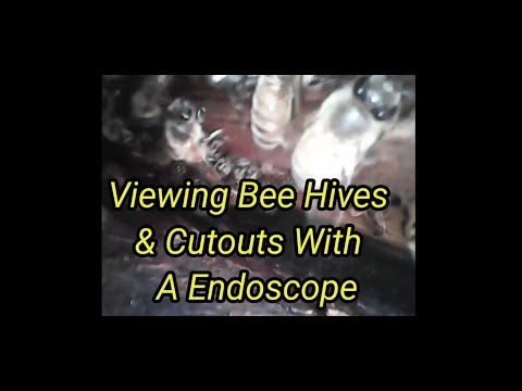 Viewing Bee Hives & Cutouts With A Endoscope