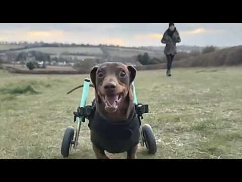 Paralyzed dog discovers amazing human invention called wheelchair