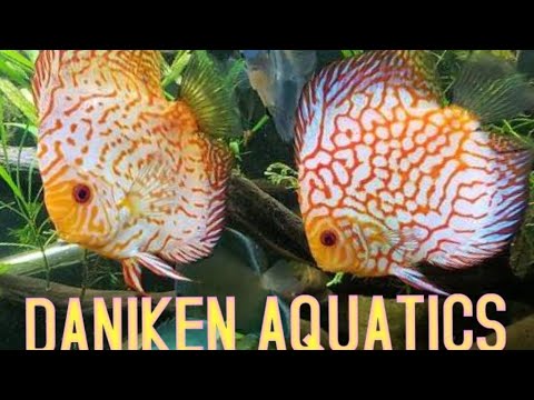 SUNDAY NIGHT 2 FISH TALK AND MORE