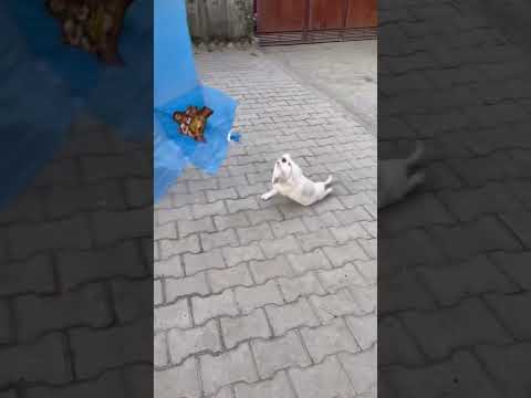 Little dog shows amazing agility while playing 🐕🎯🤣 #short #enjoy