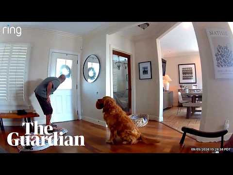 Golden retriever dubbed world's 'worst guard dog' after bringing toy to home intruder