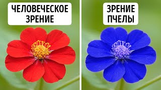 Более 50 крутых фактов о животных, которые я нашел во время ночного глубокого погружения