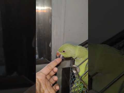 मेरे मिट्ठू खिड़की से झांक रहे 🦜🦜🌸❤️🌸#shorts#ytshort#trending #