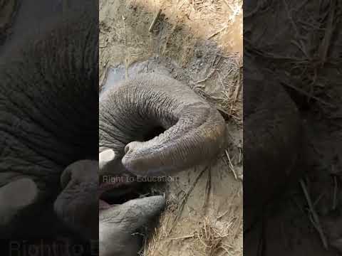 Why Are Elephant Feet Washed Every Day ?🤔😨#shorts #elephant