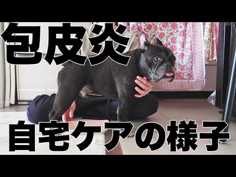 【包皮炎】去勢済みココ氏の唯一のオスのシンボルおちん…が大ピンチ