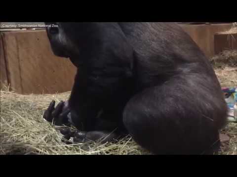 Raw: Video captures gorilla giving birth at National Zoo
