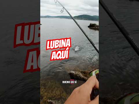 Justo cuando estaba a punto de rendirme… apareció la LUBINA 🎣💥#short #pescaspinning