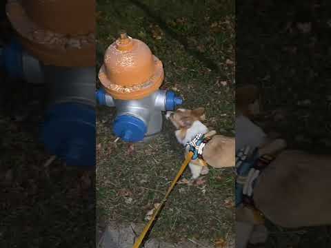 A very gimlicious evening