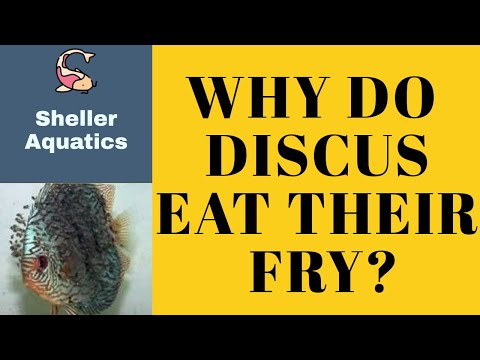 Discus Eating Fry?! Here’s Why - The Truth About 🧐 Why Do Discus Eat Their Fry? | Understanding Parental Behavior in Fish 🐟

YouTube Descriptio