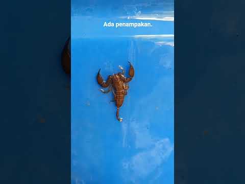 Daily life#serangga berbisa#shortvideo