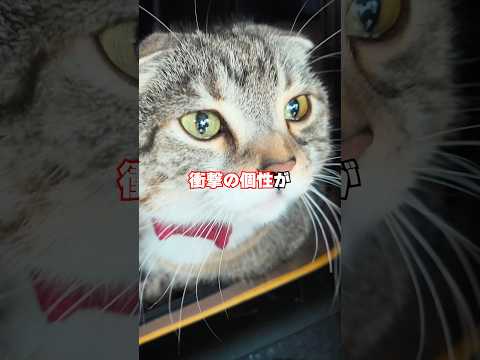 猫の動画サムネイル - りっちゃんを大学病院で診てもらったら衝撃の個性が判明して身バレもしました🥺🥺🥺 #猫