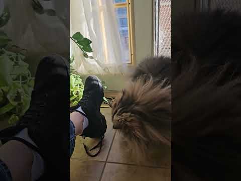 Brownie is having fun #longhaircat #cuteanimals #meow #foryou #funnycats