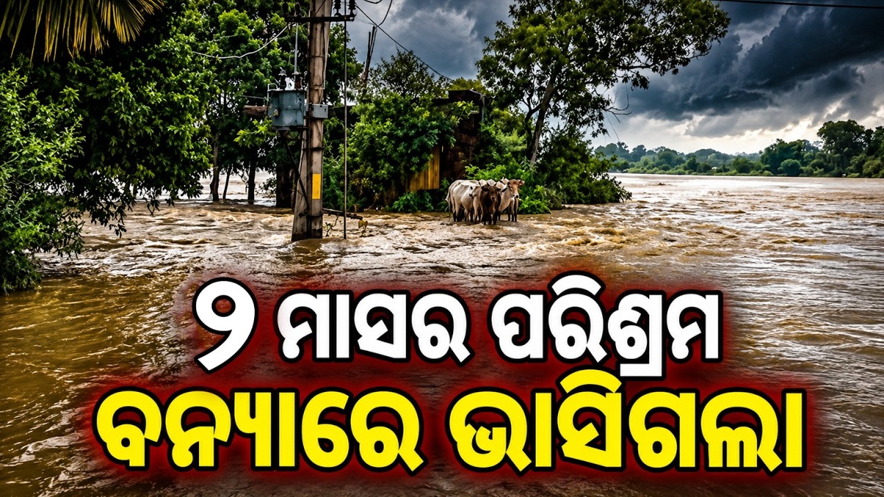 Farmer’s Plight: 2 Months Of Hard Work Washed Away In Odisha Floods | Argus News