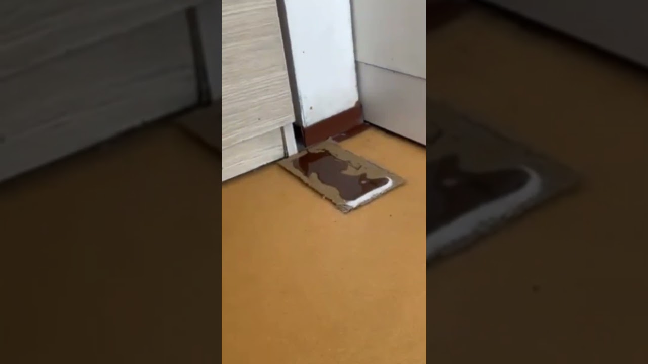 Студенти се соочуваат со стаорци во студентскиот дом „Гоце Делчев“