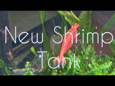 My New Shrimp Tank #cherryshrimp #dwarfshrimp #shr My New Shrimp Tank #cherryshrimp #dwarfshrimp #shrimptank #shrimpjar

Video of my new 10 gallon shri