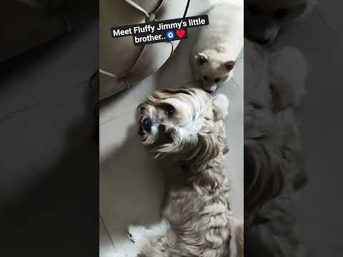 Jimmy and Fluffy #Cute #pets #dog#ytshorts