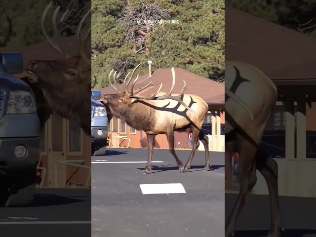 Elk! It is more beautiful in person.