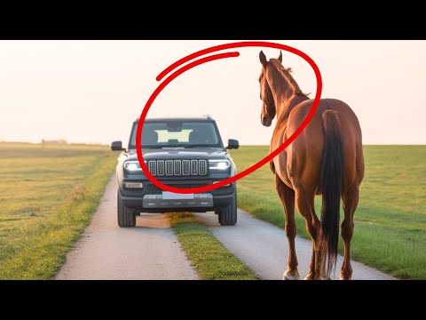 Wildpferd blockiert plötzlich die Straße – Was die Fahrerin dann sieht, schockiert ganz Deutschland!
