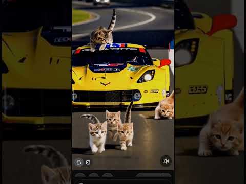 cats racing #games #fashion #food #viral #fyp #live #gym #indonesia #india #memes #cat #kucing #wow