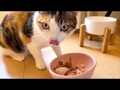 猫の体調不良・嘔吐・食べ残し・フードロスをまとめて改善したペットの食事の考え方