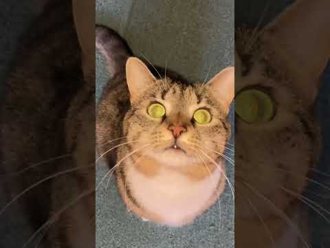 Photoshoot Challenge With My Rescue Cats 😹 #rescuecats #cutecatshorts #adoptacat