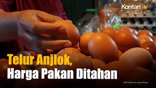 Harga Telur Anjlok, Pemerintah Tahan Kenaikan Harga Pakan