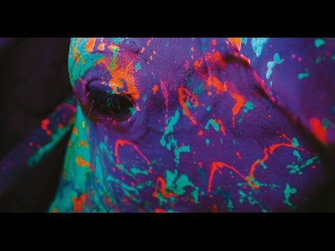 Neon Bull'