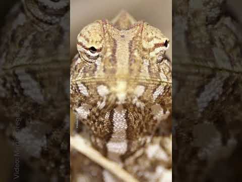 What does it mean when the Namaqua chameleon changes color? 🤔 #NationalGeographic