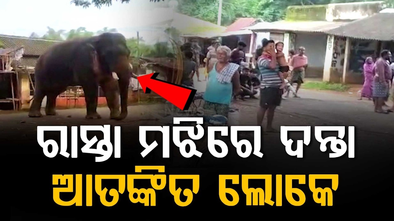 Wild Elephant Blocks Road In Mayurbhanj: Traffic Halted For Hours | Argus News