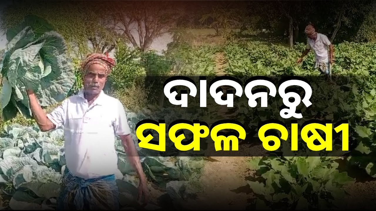 ଜମିରେ ସୁନା ଫଳାଇଛନ୍ତି ଶତ୍ରୁଘ୍ନ, ଅନ୍ୟମାନଙ୍କ ପାଇଁ ସାଜିଛନ୍ତି ଉଦାହରଣ || Knews Odisha