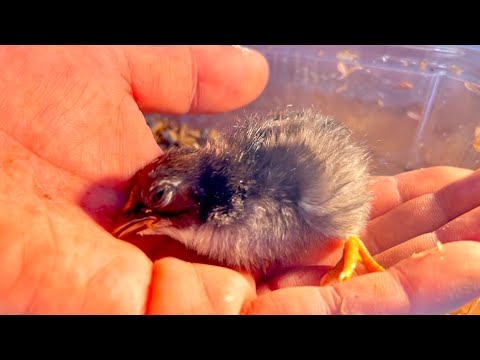 猫の動画サムネイル - 瀕死になった極小ヒヨコを復活させたい