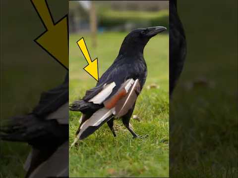 Wing extensions on a Crow
