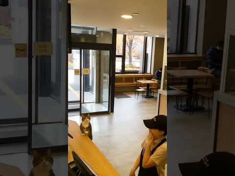 맥도날드에 두발로 방문한 고양이